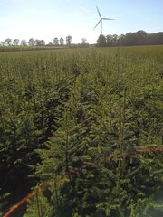 Ca. 100x Kerstbomen mix 4 Omorika & Conica